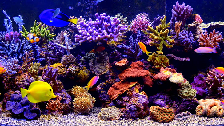 The Fascinating World of Colorful Fish: A Dive into Nature’s Underwater Rainbows